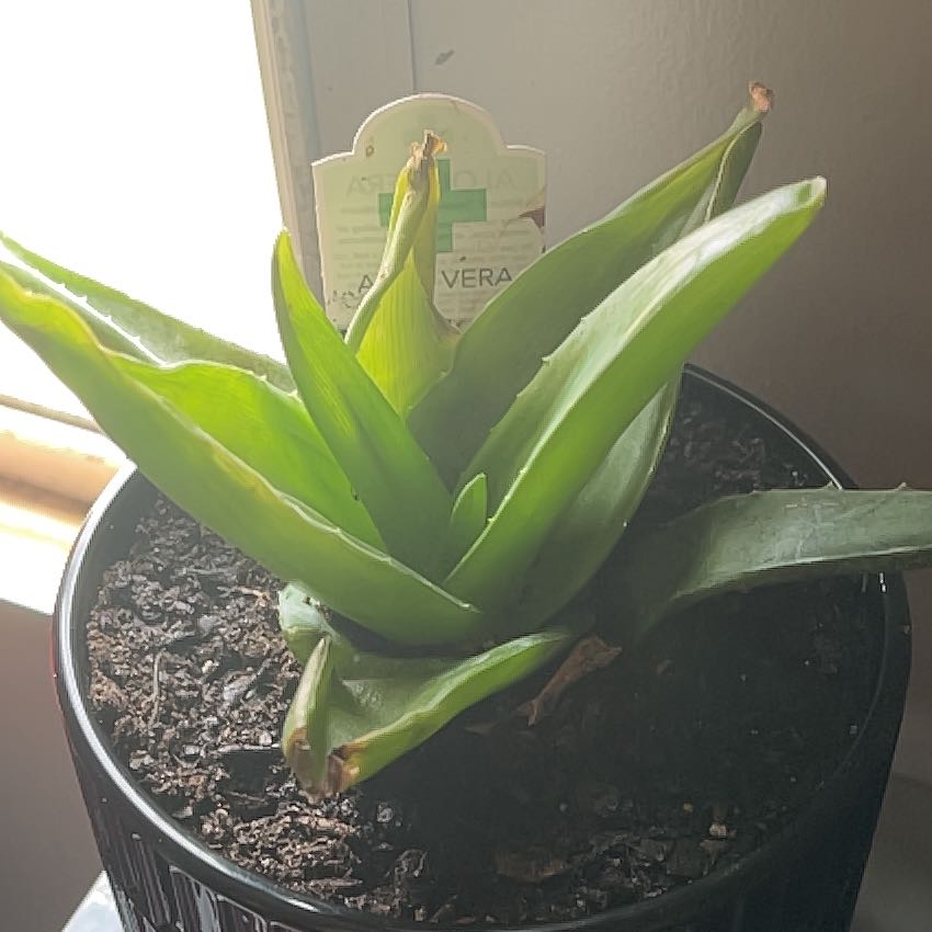 Photo of the plant species Aloe barbadensis by @PlantDad1996 named Duke on Greg, the plant care app