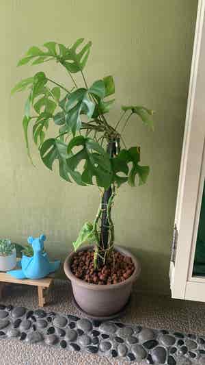 Mini Monstera plant photo by Pikarawr named Imposter on Greg, the plant care app.