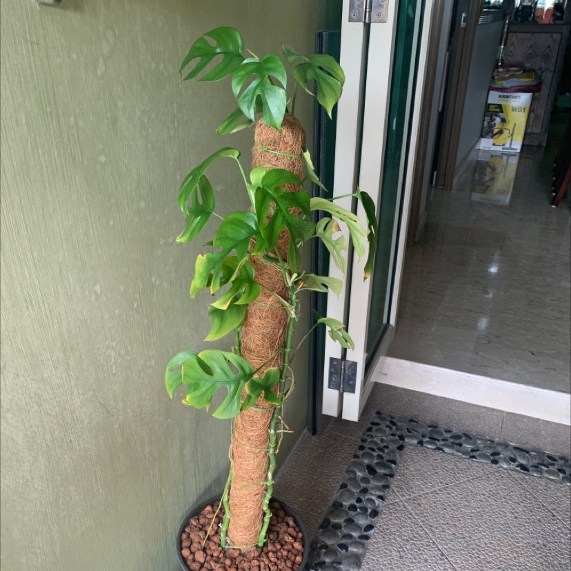 Mini Monstera plant photo by @pikarawr named Imposter on Greg, the plant care app.