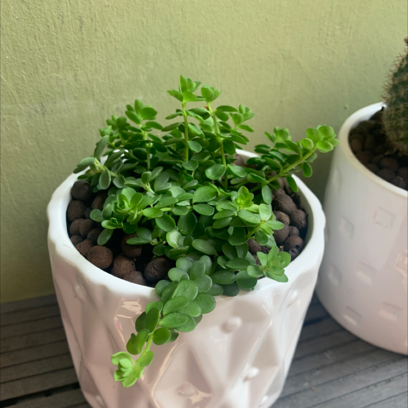 Healthy Peperomia deppeana plant in a white pot with vibrant green leaves.