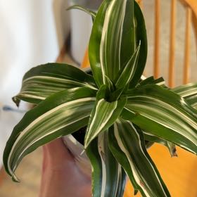 Photo of the plant species Dracaena Jade Jewel by @GemWateroak77 named Peter Parker on Greg, the plant care app