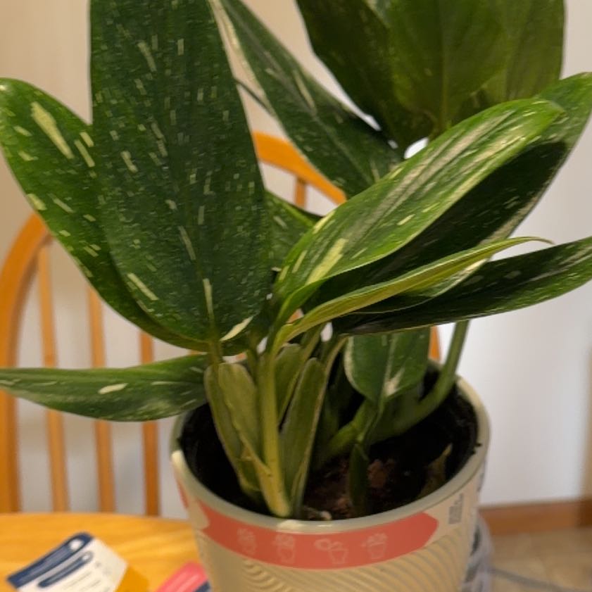 Photo of the plant species monstera standleyana by @GemWateroak77 named Dolores on Greg, the plant care app