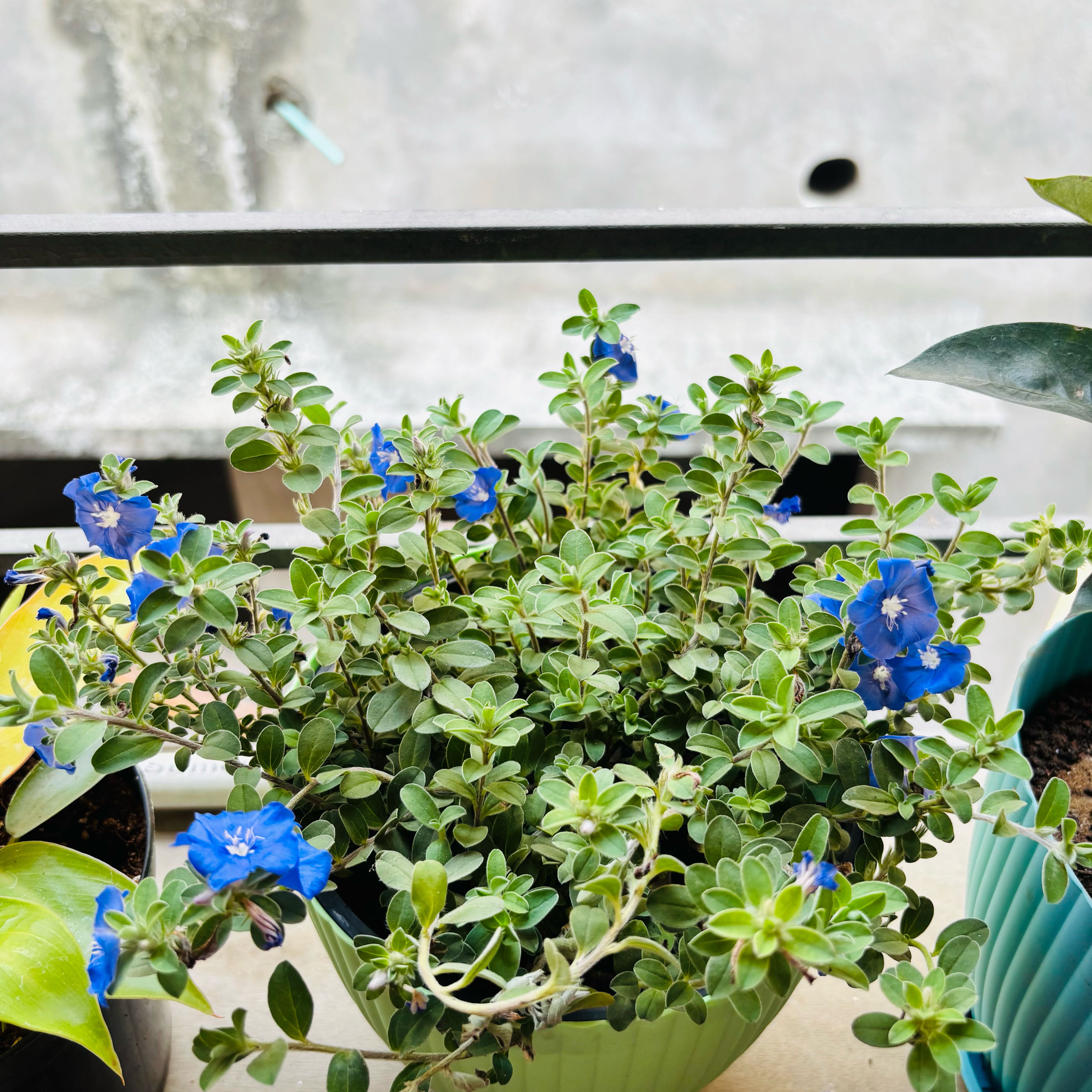 Photo of the plant species Shaggy Dwarf Morning-Glory by @TrueSandleek97 named Demi on Greg, the plant care app