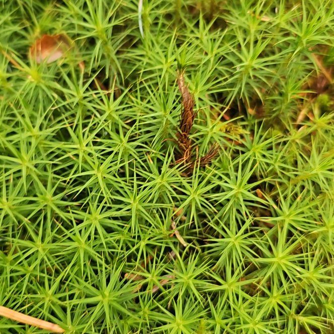Photo of the plant species Jensen's Polytrichum Moss by @ZingySealettuce named Nithin on Greg, the plant care app