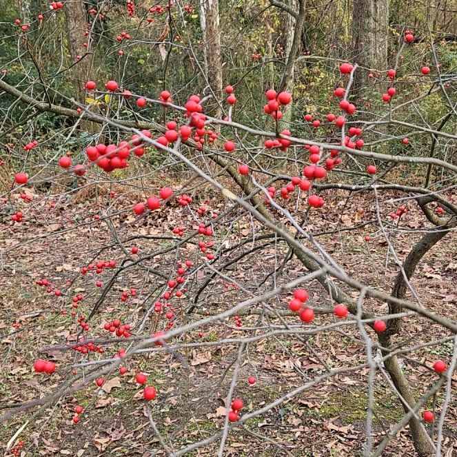 Photo of the plant species Asian Bittersweet by @VipCuttings46 named Gobi on Greg, the plant care app