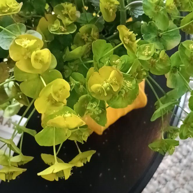 Photo of the plant species Wood Spurge by @PoetMoonglow99 named Doja Cat on Greg, the plant care app