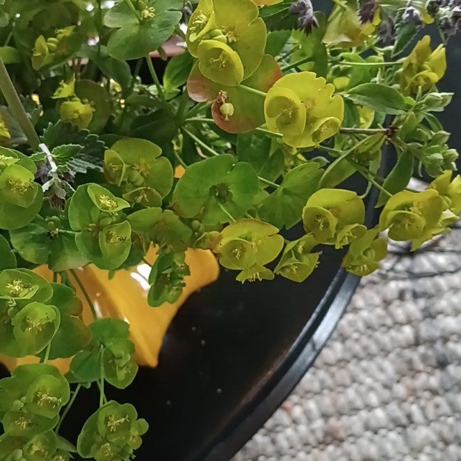 Photo of the plant species Wood Spurge by @PoetMoonglow99 named Curie on Greg, the plant care app