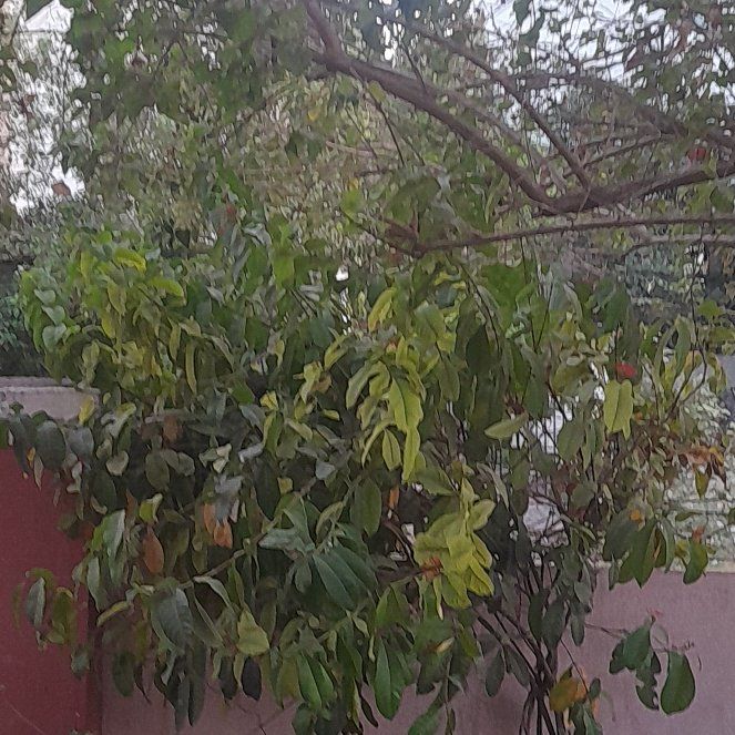 Photo of the plant species Jungle Geranium by @GivingCoconut named Mando on Greg, the plant care app