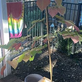 Photo of the plant species Flamethrower Redbud by @EntirelyTule91 named Zeus on Greg, the plant care app
