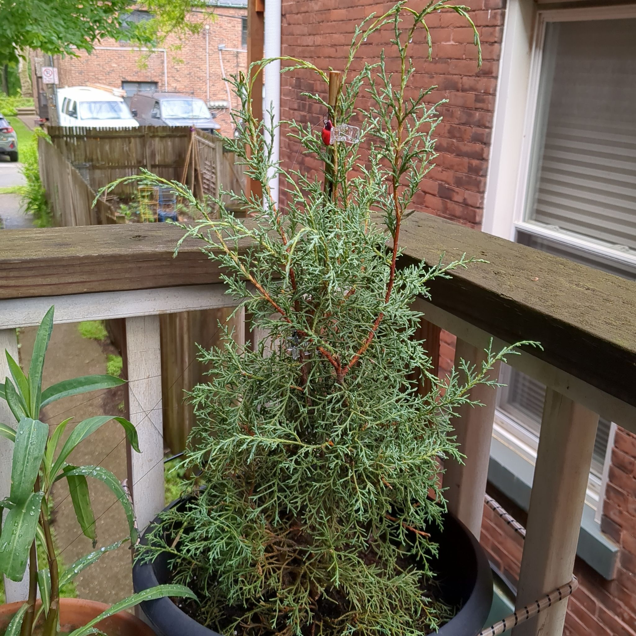 Plant care for Arizona Cypress on Greg, the plant care app