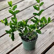 Photo of the plant species Barbados Cherry by @KeenTeucridium named Malpighia emarginata on Greg, the plant care app