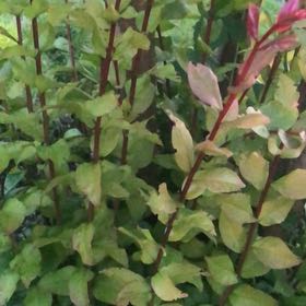 Photo of the plant species Evergreen Huckleberry by @BraveTimeout16 named Planty on Greg, the plant care app