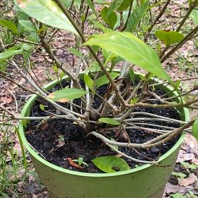 Photo of the plant species Gardenia augusta Magnifica by @RoundSedum24 named Orwell on Greg, the plant care app