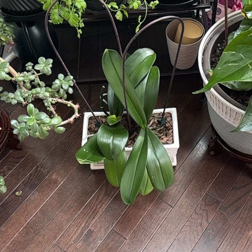 Photo of the plant species Yellow Clintonia by @SteadyBurlemarx named Orwell on Greg, the plant care app