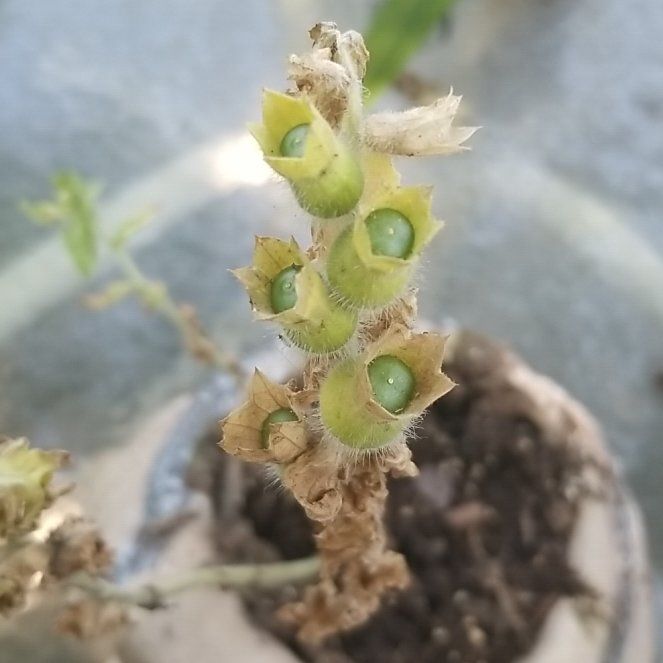 Photo of the plant species White Henbane by @TidyPunanova66 named Fernie Mac on Greg, the plant care app