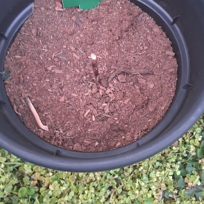 Photo of the plant species O'Neal Blueberry Bush by @FunTamarind79 named Selena on Greg, the plant care app