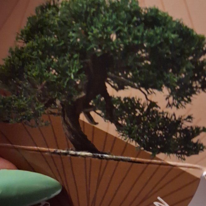 Photo of the plant species Monterey Cypress by @FunTamarind79 named Penjing on Greg, the plant care app
