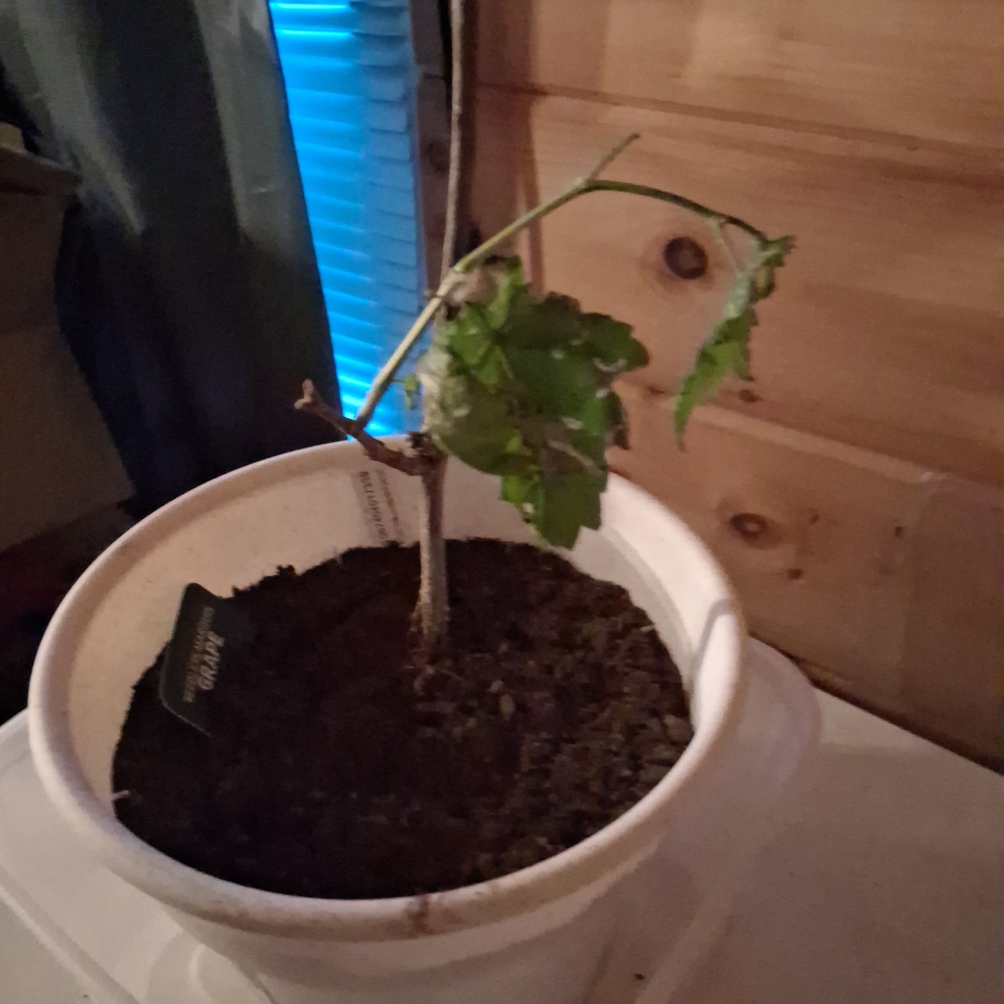 Photo of the plant species Common Grape Vine by @FunTamarind79 named Dionysus on Greg, the plant care app
