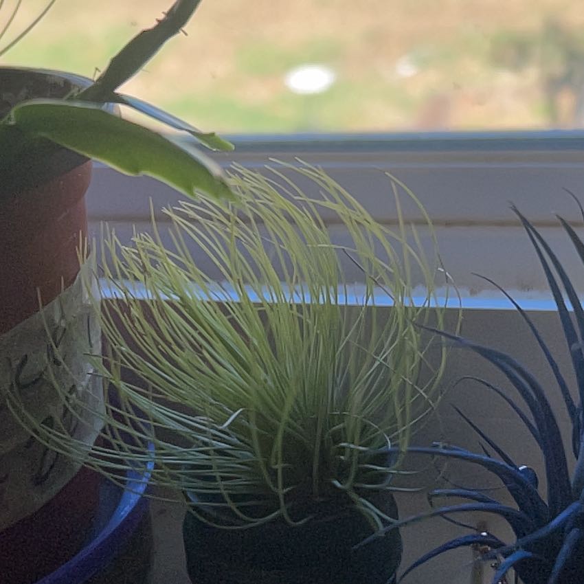 Photo of the plant species Narrow Leaf Century Plant by @GleamingLoquat named Gaga on Greg, the plant care app