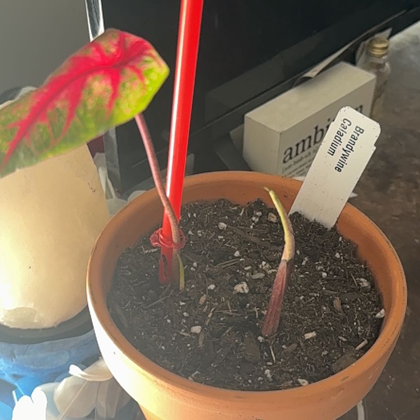 Photo of the plant species Brandywine Caladium by @KingsizedDill32 named Drake on Greg, the plant care app