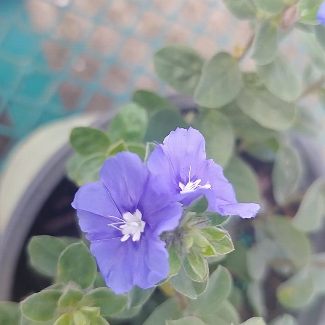 Photo of the plant species African Bindweed by @NurseCoriander named Muhammad Ali on Greg, the plant care app