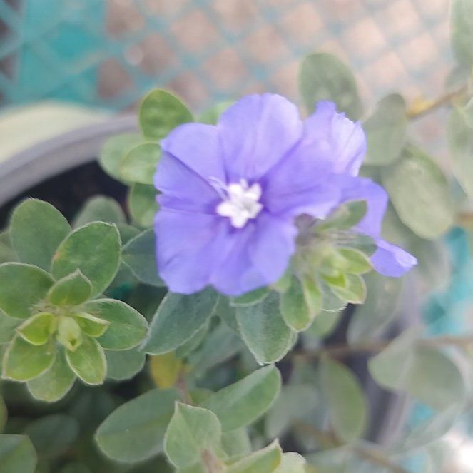 Photo of the plant species African Bindweed by @NurseCoriander named Bruce Lee on Greg, the plant care app