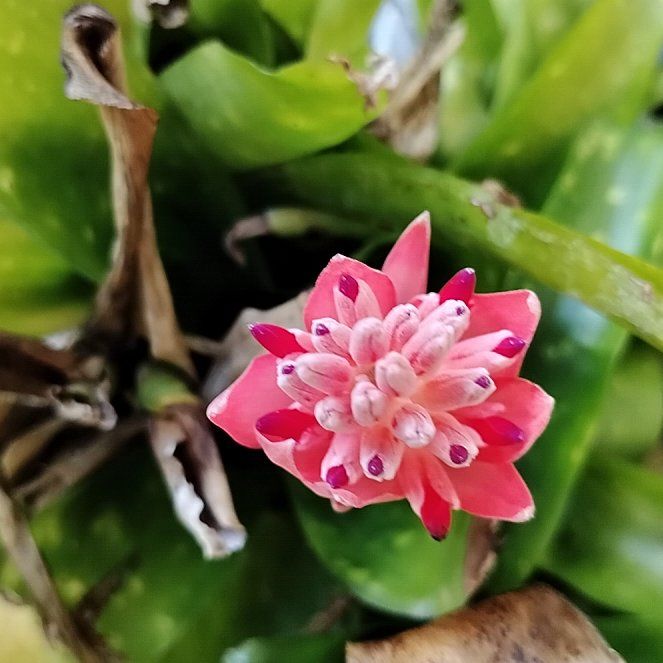 Photo of the plant species Andrews Clintonia by @NurseCoriander named Daphne on Greg, the plant care app