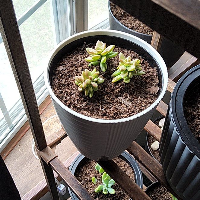 Photo of the plant species Jelly Bean Plant 'Album' by @AceCosmo40 named Einstein on Greg, the plant care app