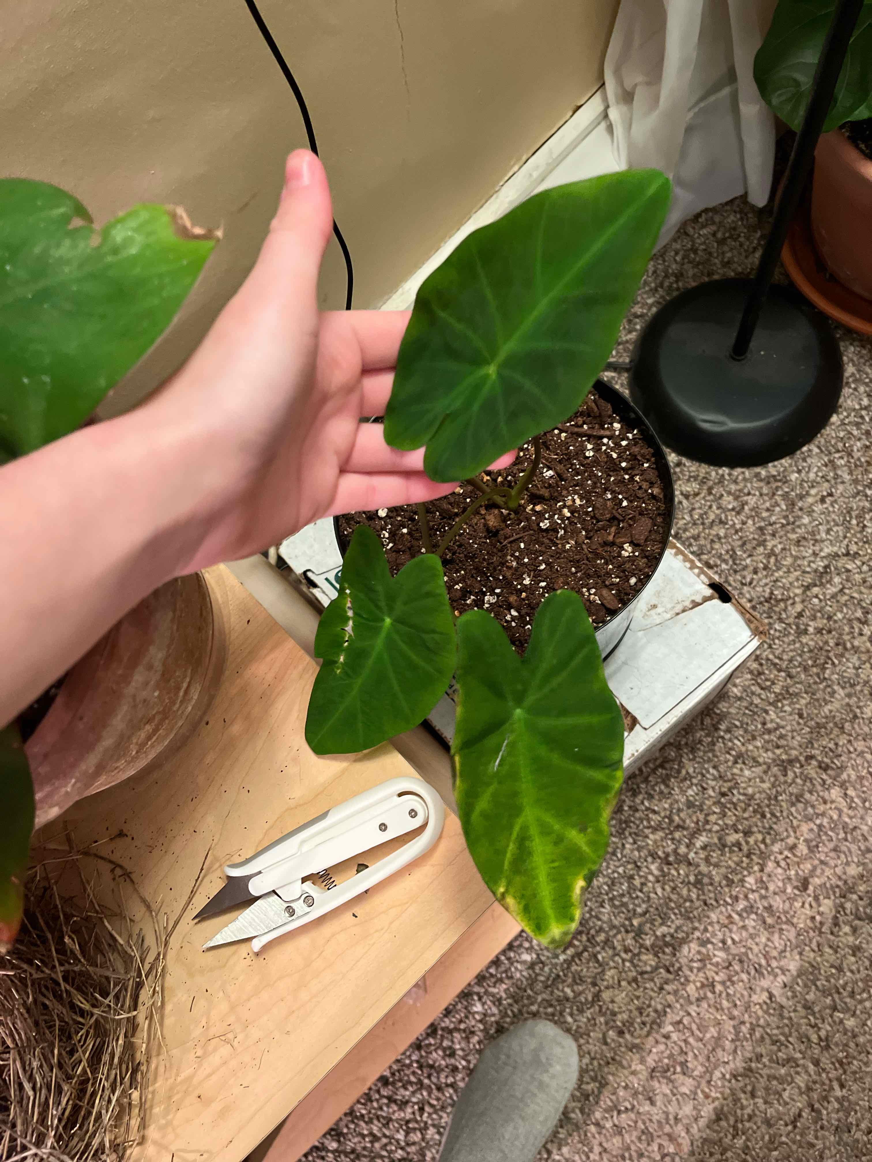 Colocasia 'Black Beauty' plant with visible soil and some yellowing leaves, one leaf being held up.