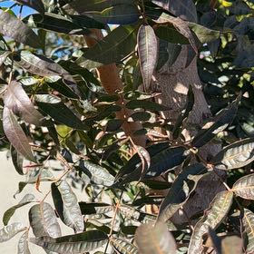 Photo of the plant species Brazilian Peppertree by @MeekDodder12 named Bella on Greg, the plant care app