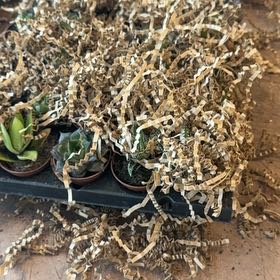 Photo of the plant species Lanceleaf Liveforever by @SereneTawa65 named Zion on Greg, the plant care app