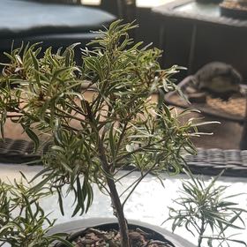 Photo of the plant species Willow Leaf Fig by @GoldAraceae28 named Luna on Greg, the plant care app
