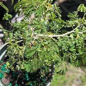 Photo of the plant species Brazilian Rain Tree by @GoldAraceae28 named Plato on Greg, the plant care app