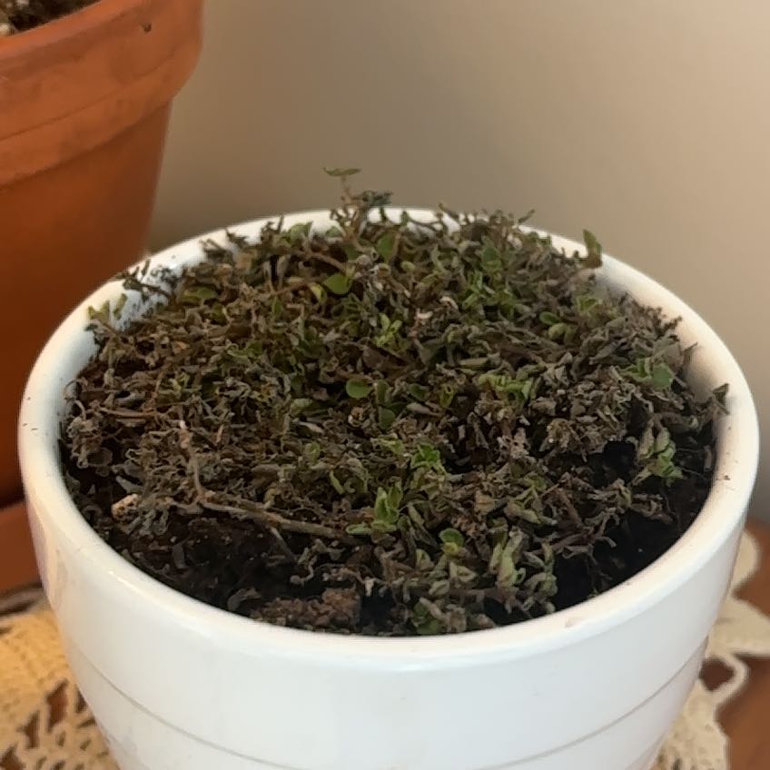 Photo of the plant species Pilea depressa 'Sao Paulo' by @TidyKale90 named Polly on Greg, the plant care app
