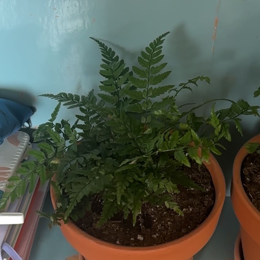 Photo of the plant species Rock Fern by @TidyKale90 named Ray on Greg, the plant care app