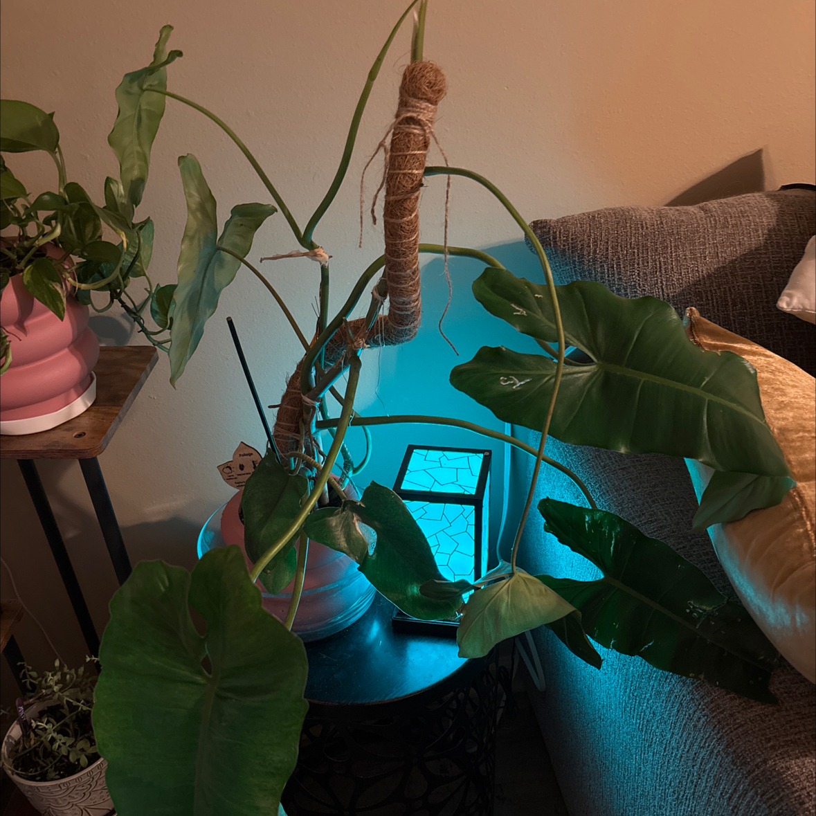 Photo of the plant species Assorted Alocasia by @BossCorncob43 named Alanis on Greg, the plant care app