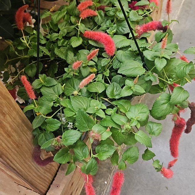 Photo of the plant species Chenille Plant by @SpiffyWoodvetch named Gobi on Greg, the plant care app