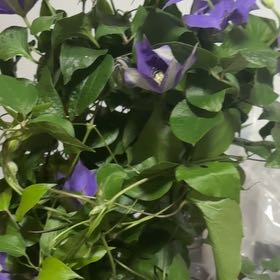 Photo of the plant species Clematis by @DeanPapaya52 named Lavender on Greg, the plant care app