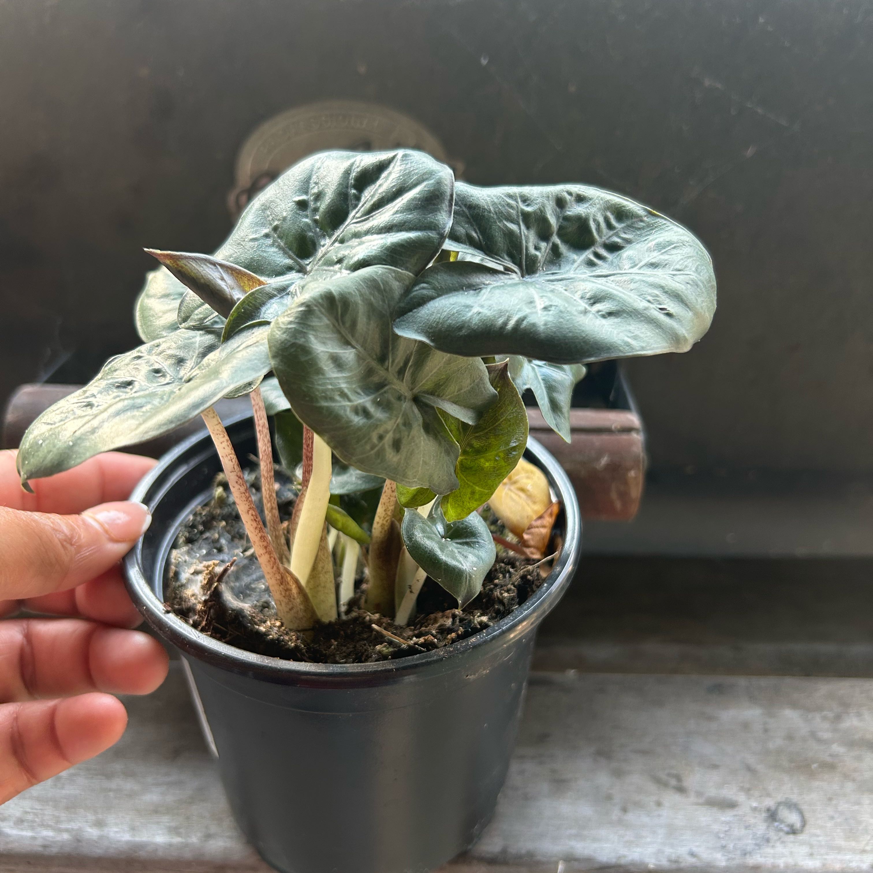 Photo of the plant species Elephant Ear by @HazelBasil named Eeyore on Greg, the plant care app