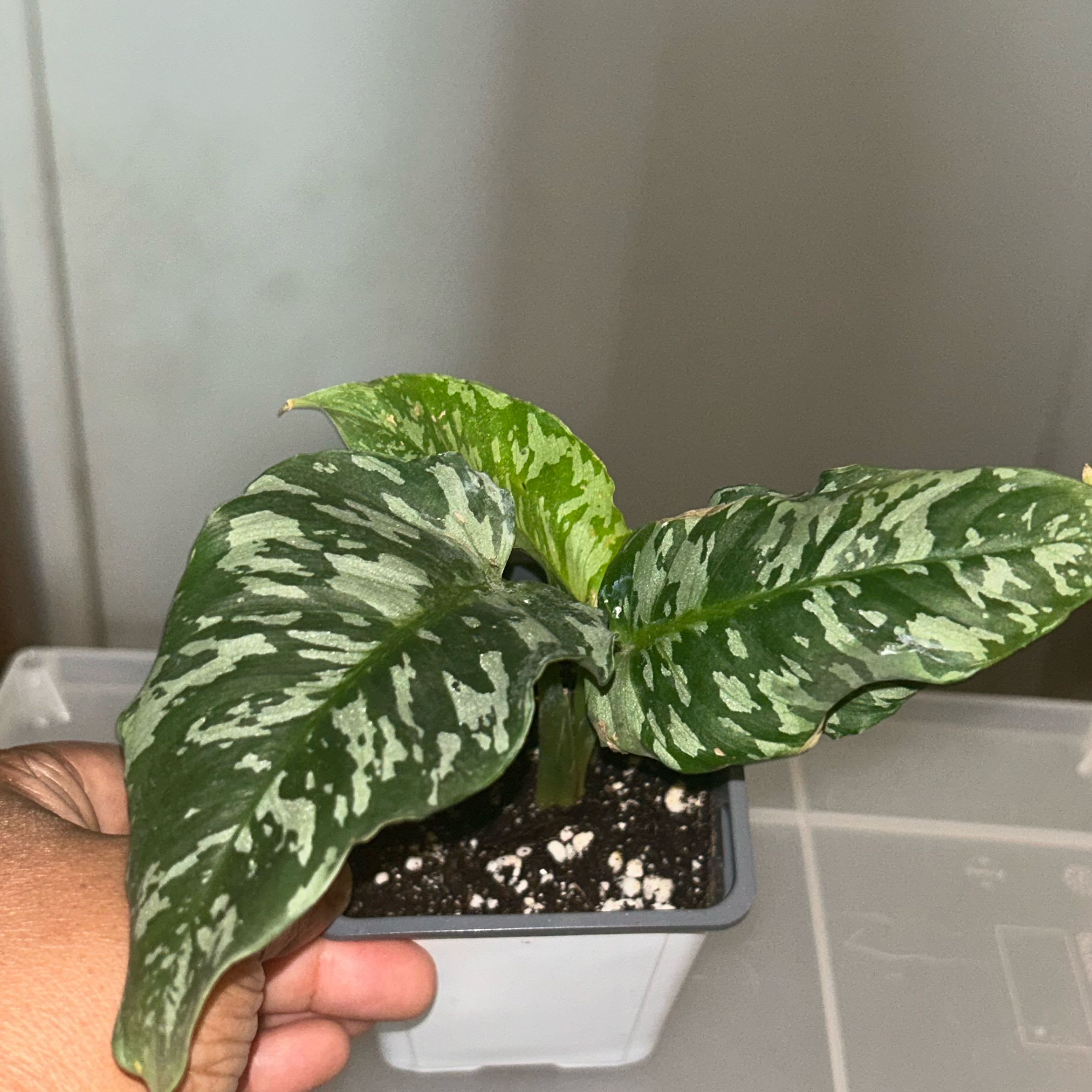 Photo of the plant species Schismatoglottis Thailand by @HazelBasil named Cody on Greg, the plant care app