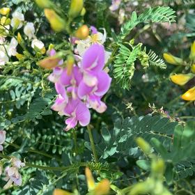 Photo of the plant species Broad-Leaved Sweet Pea by @FirstLilliput7 named Marilyn on Greg, the plant care app