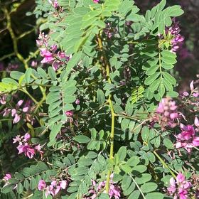 Photo of the plant species False Indigo by @FirstLilliput7 named Tolkien on Greg, the plant care app