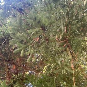 Photo of the plant species Redwood by @FirstLilliput7 named Delilah on Greg, the plant care app