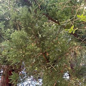 Photo of the plant species Atlantic White Cedar by @FirstLilliput7 named Girlfrond on Greg, the plant care app