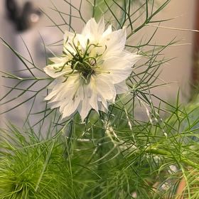 Photo of the plant species Devil in the Bush by @FirstLilliput7 named Captain Plant-it on Greg, the plant care app