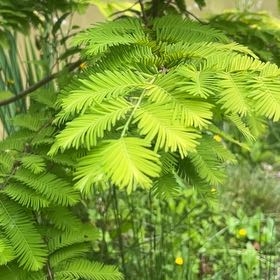 Photo of the plant species Dawn Redwood by @FirstLilliput7 named Bieber on Greg, the plant care app