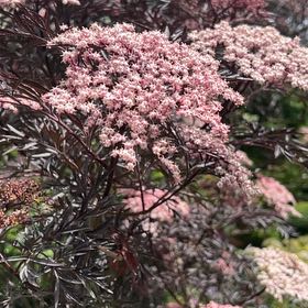 Photo of the plant species St. Catherine's Lace by @FirstLilliput7 named Prince on Greg, the plant care app