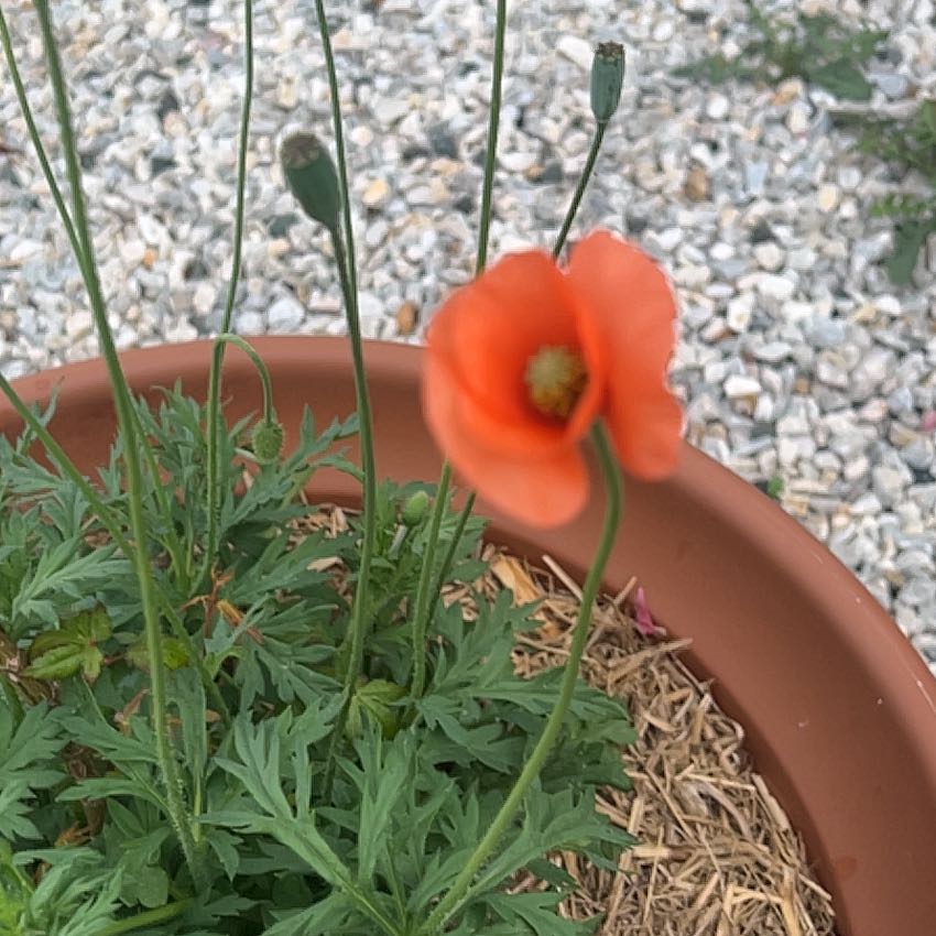 Photo of the plant species Common Poppy by @FirstLilliput7 named Zeus on Greg, the plant care app