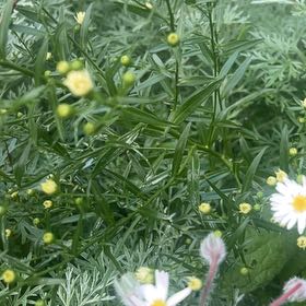 Photo of the plant species Panicled Aster by @FirstLilliput7 named Osmo on Greg, the plant care app
