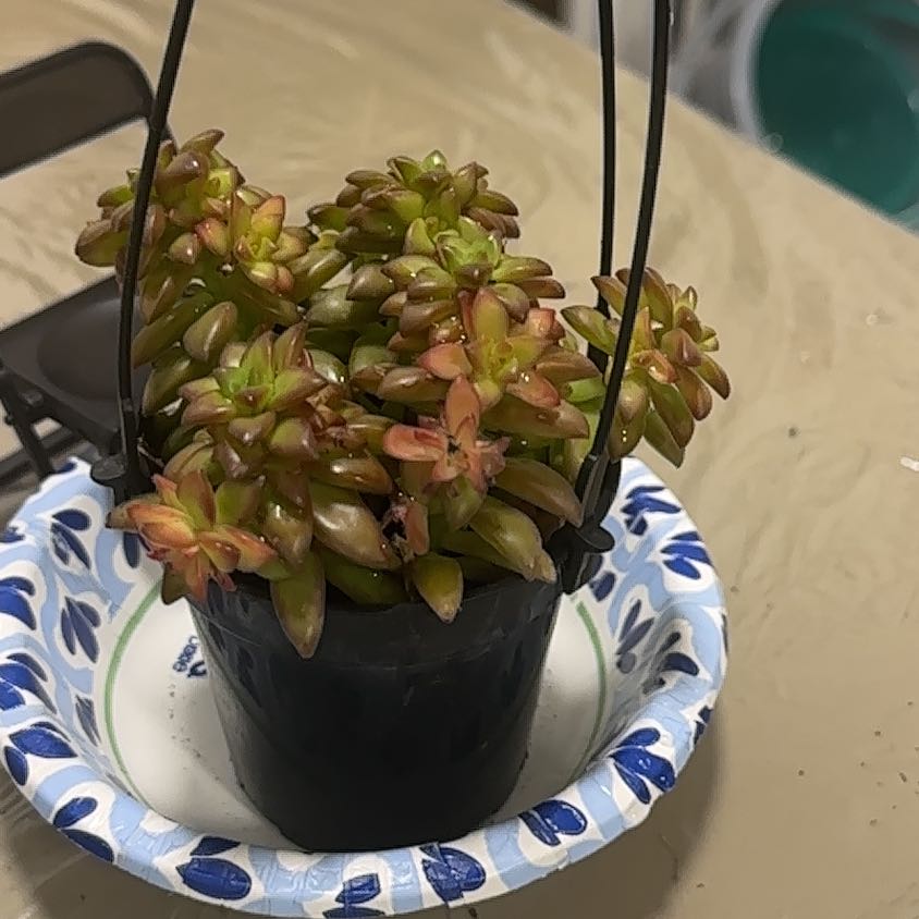 Photo of the plant species Shooting Star by @DearWasabi63 named Hamilton on Greg, the plant care app